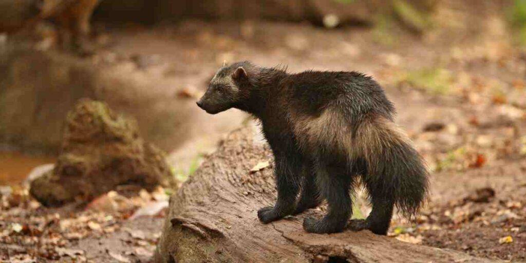 Wolverines display size differences depending on where they live. Wolverines found in cold northern regions, such as the Arctic tundra, tend to be larger.
