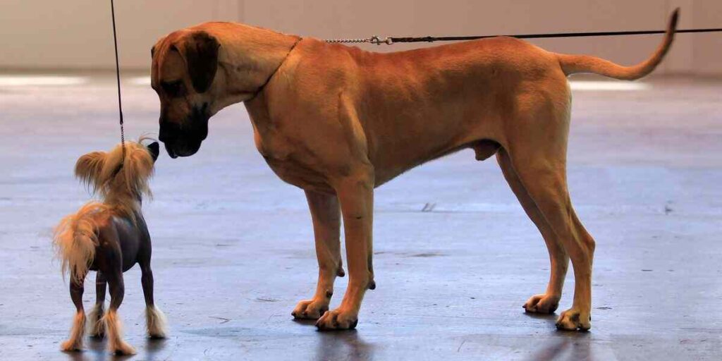 great dane characteristics  are notably tall, with males averaging 28-34 inches (71-86 cm) and females around 28-32 inches (71-81 cm) at the shoulder. n