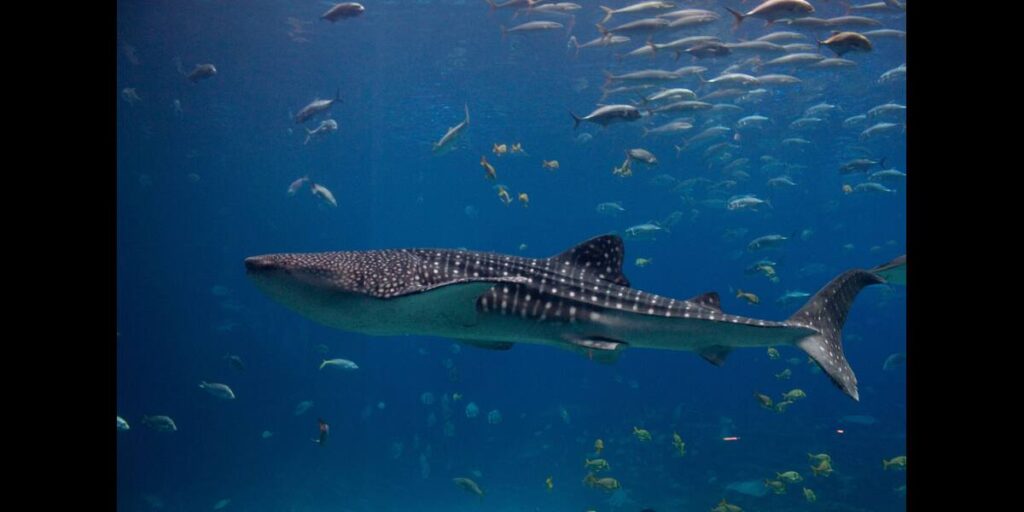 Whale shark threats to the population is illegal fishing, and ship collisions.