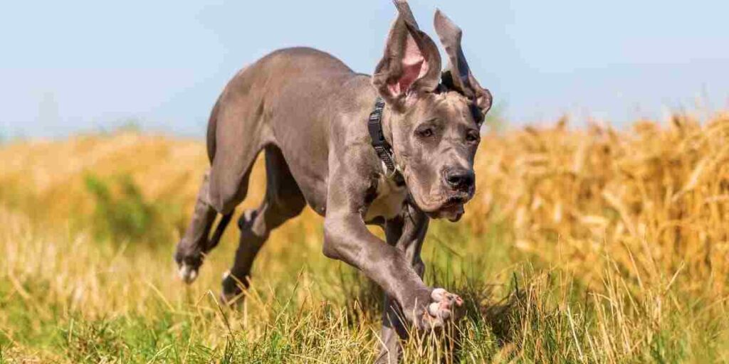 Great dane are known for their calm and affectionate behavior. They are usually friendly and gentle with people, including children.

