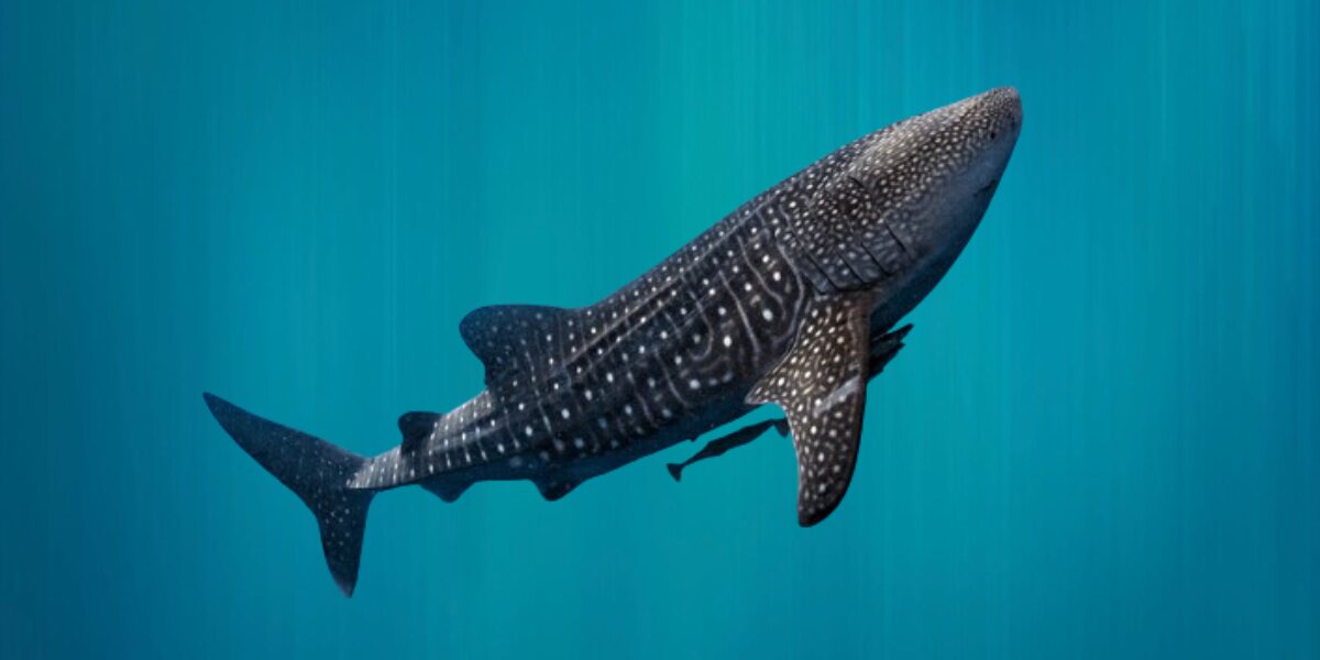 Whale shark size compared to human