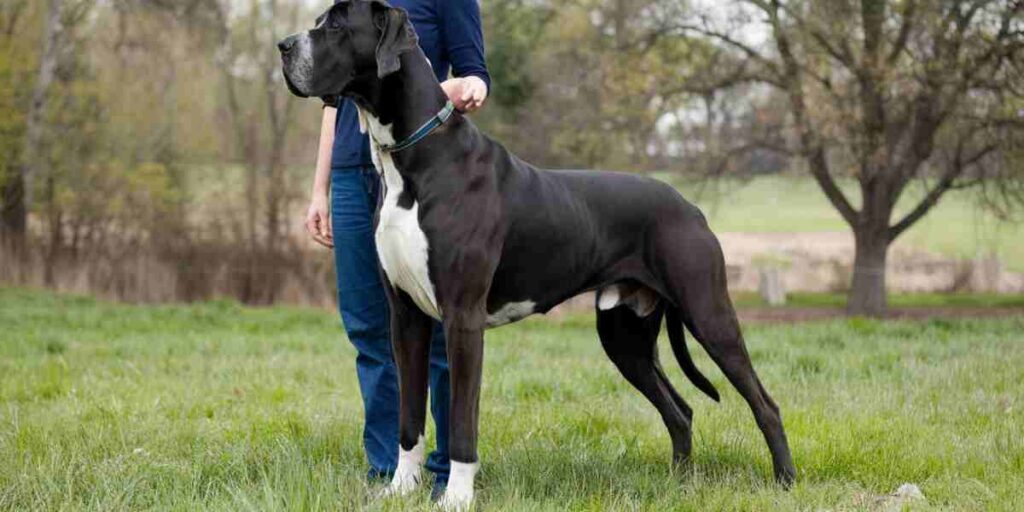 Great Dane are much taller than most humans when they stand on their hind legs. They can easily reach heights of over 7 feet, which is taller than the average person. 