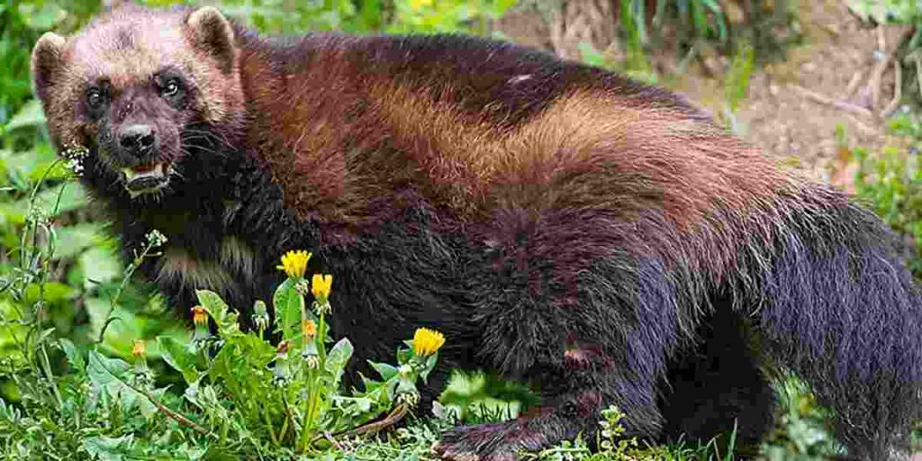 Wolverines have a compact and sturdy build, which makes them look like miniature bears with short legs, short ears, and a bushy tail. 
