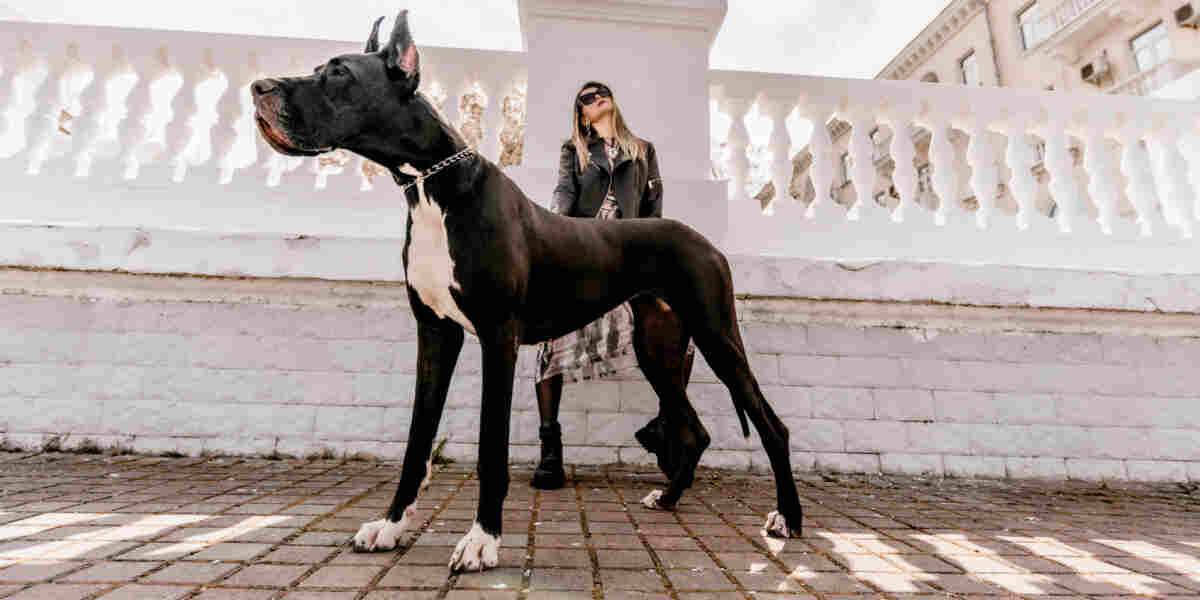 Great Dane compared to human