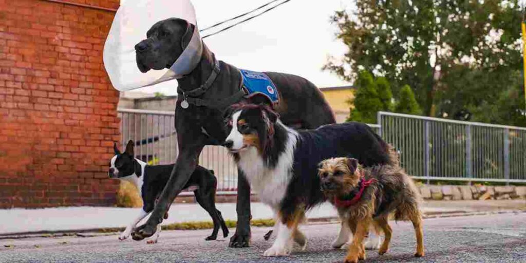 When comparing Great Danes to other dog breeds, their size immediately sets them apart.