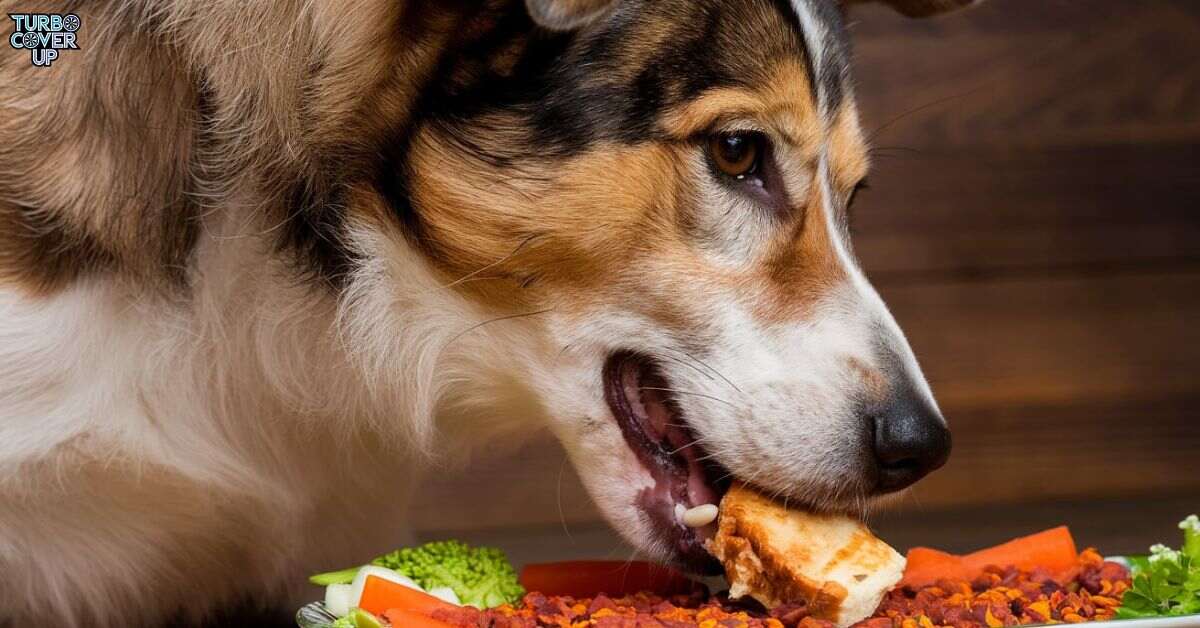 Can Dogs Eat Tajin-Turbocoverup.com