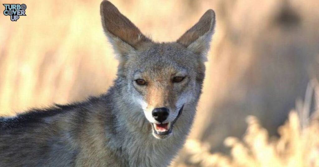 Eastern coyotes are typically larger.  Eastern Coyote colors are shown darker shades than their western counterparts. 