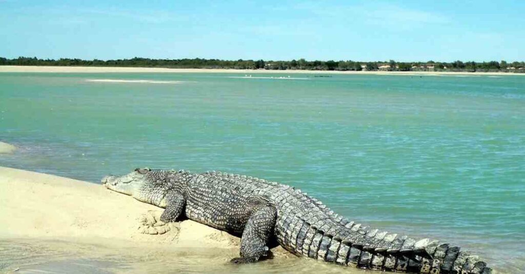 The marsh crocodile, also known as the mugger, is a medium-sized croc. It's found in the Indian subcontinent and surrounding areas. 
