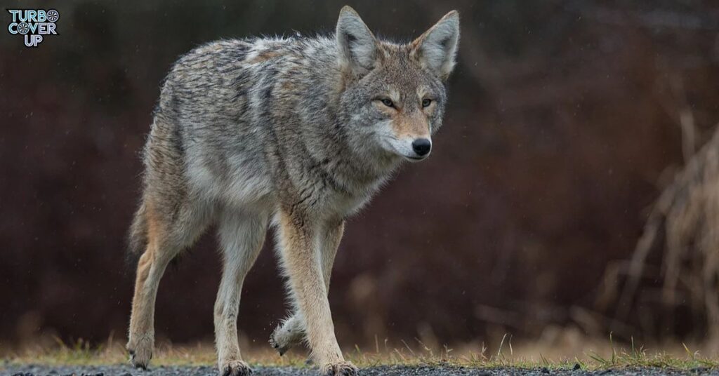 Michigan coyotes exhibit classic gray-brown fur with reddish undertones.