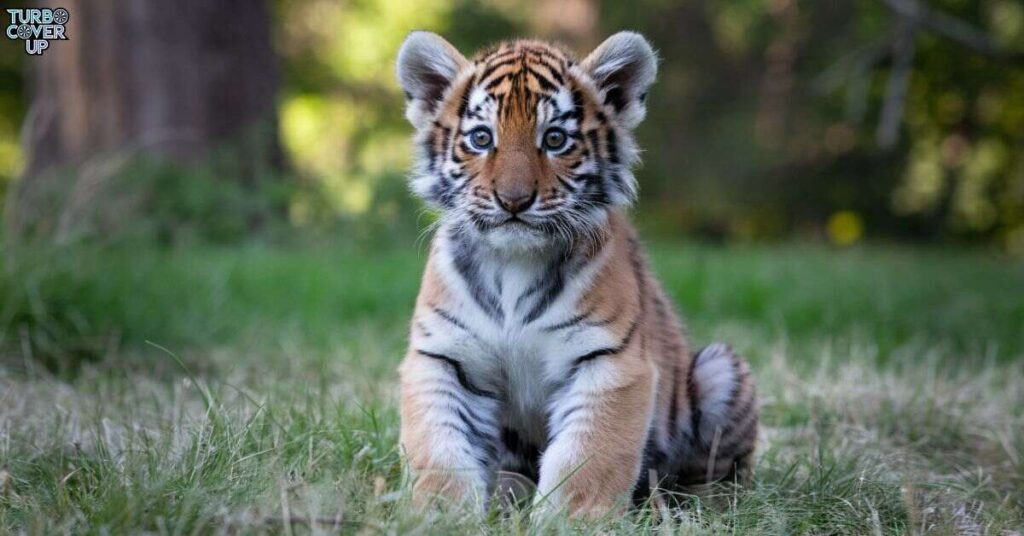 Size of Tiger Cubs at Birth