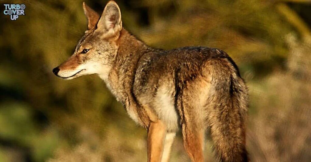 Coyotes from the western U.S. tend to be smaller and often display lighter colors, such as tan, sandy brown, and light gray.