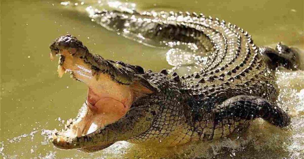 Crocodiles come in a variety of species, each with its own unique characteristics. 
