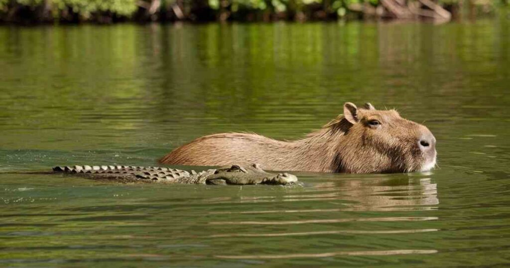 The relationship between capybaras and crocodiles has puzzled scientists and wildlife enthusiasts alike.
