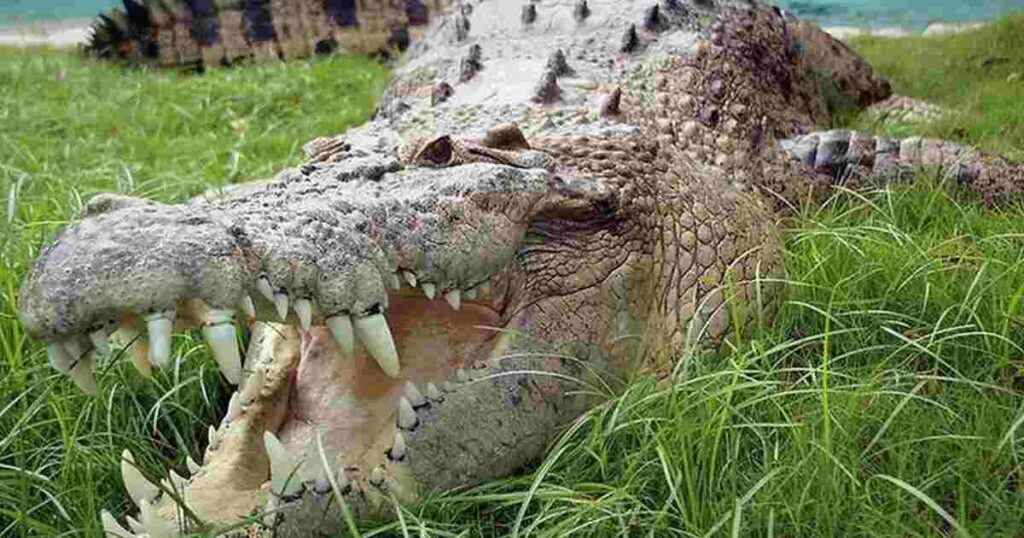 Saltwater crocodiles are the true giants of the crocodile world. They can grow up to 23 feet long and weigh over a ton!

