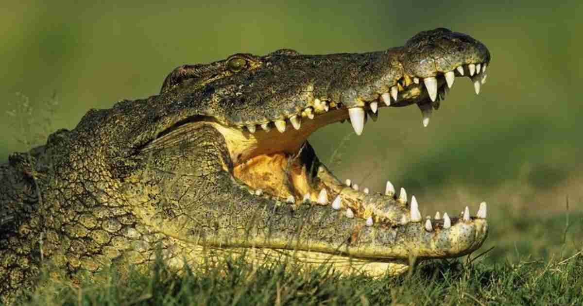 do crocodiles feel pain