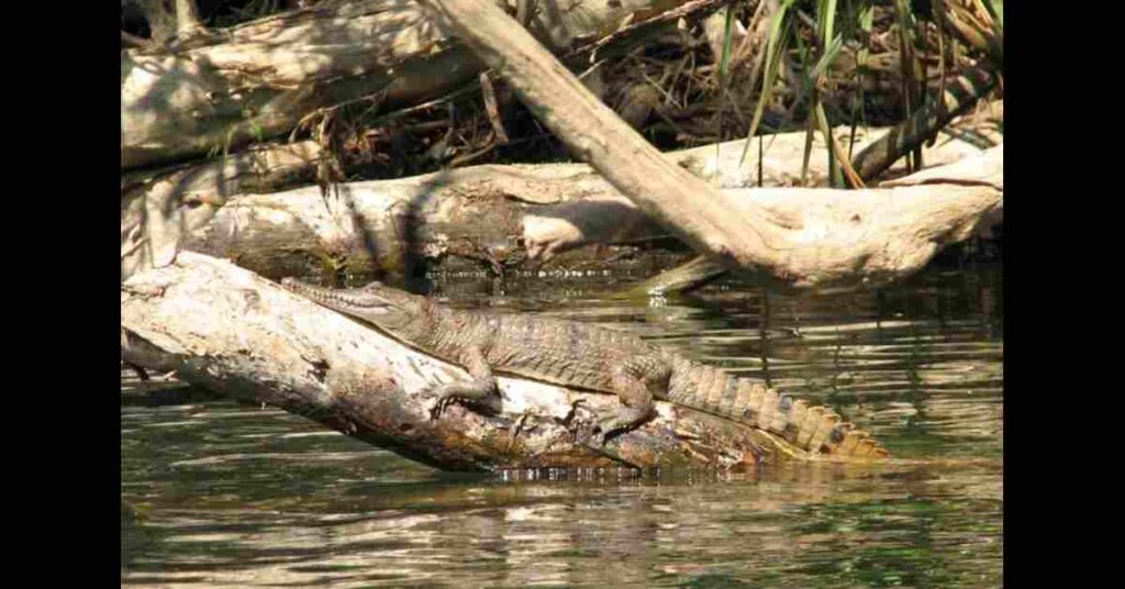 Freshwater crocodiles, also known as freshies, are incredible swimmers. They're found in rivers, lakes, and billabongs across northern Australia. 
