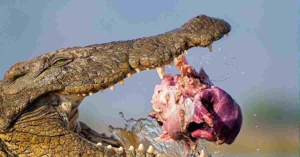 Nile crocodiles are the stuff of legend in Africa. They're found in various water bodies across the continent.