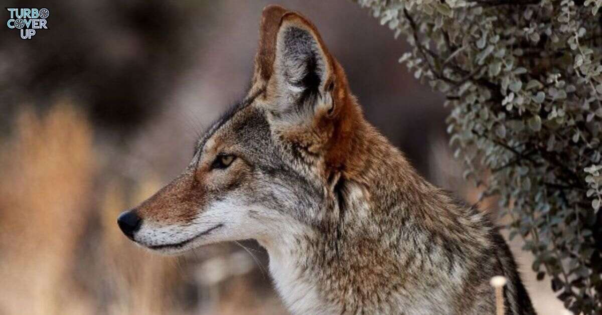 What are Coyote Colors