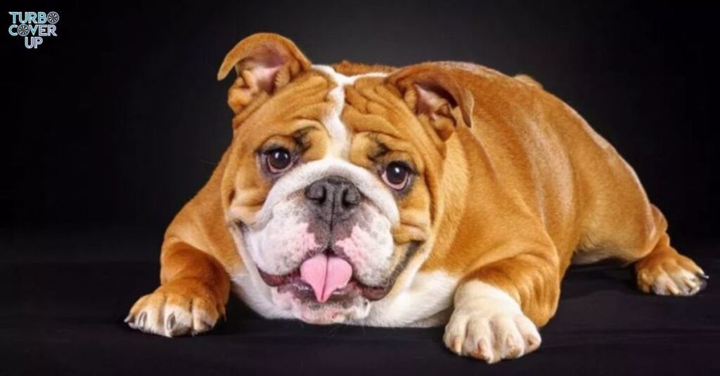 Bulldog (English Bulldog)