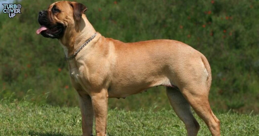 Bullmastiff