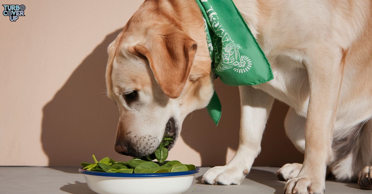 Can Dogs Eat Spinach