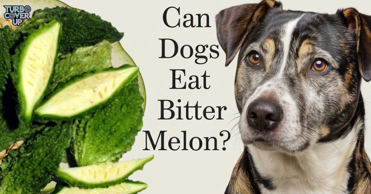 Can dogs eat Bitter melon