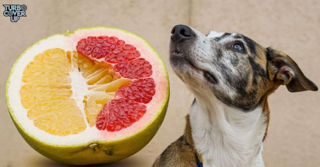 Dog Ate Pomelo: What's Next?