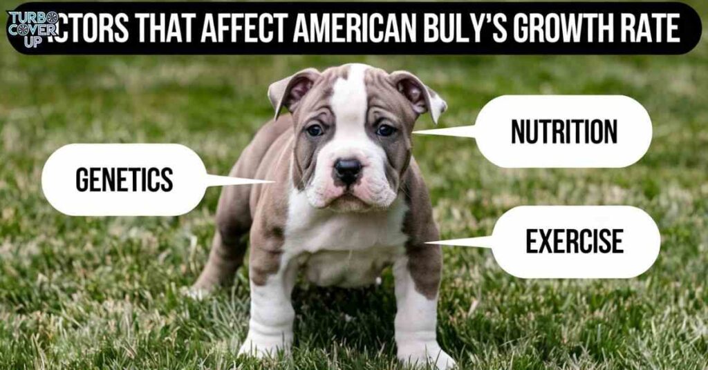 Factors That Affect American Bully’s Growth Rate