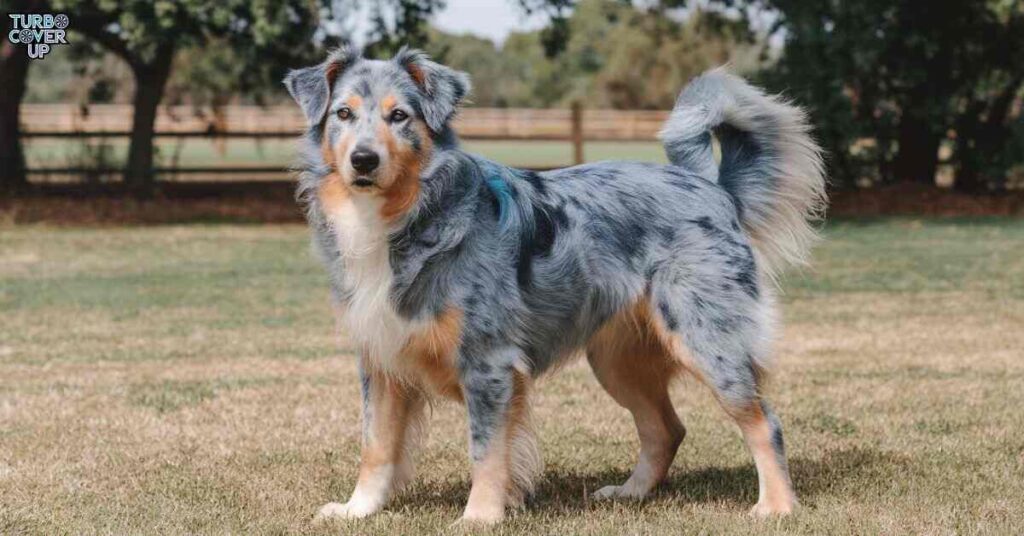 Health Problems of the Blue Heeler Golden Retriever Mix