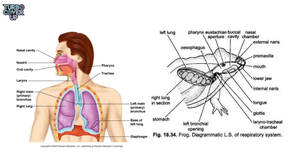 Human and Frog Respiratory System