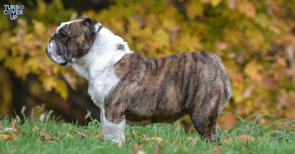 Physical Traits of the Ecuadorian Bulldog