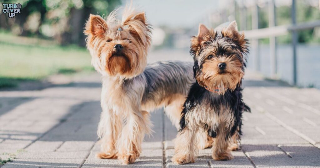 Average Size of Yorkie Puppies by Age