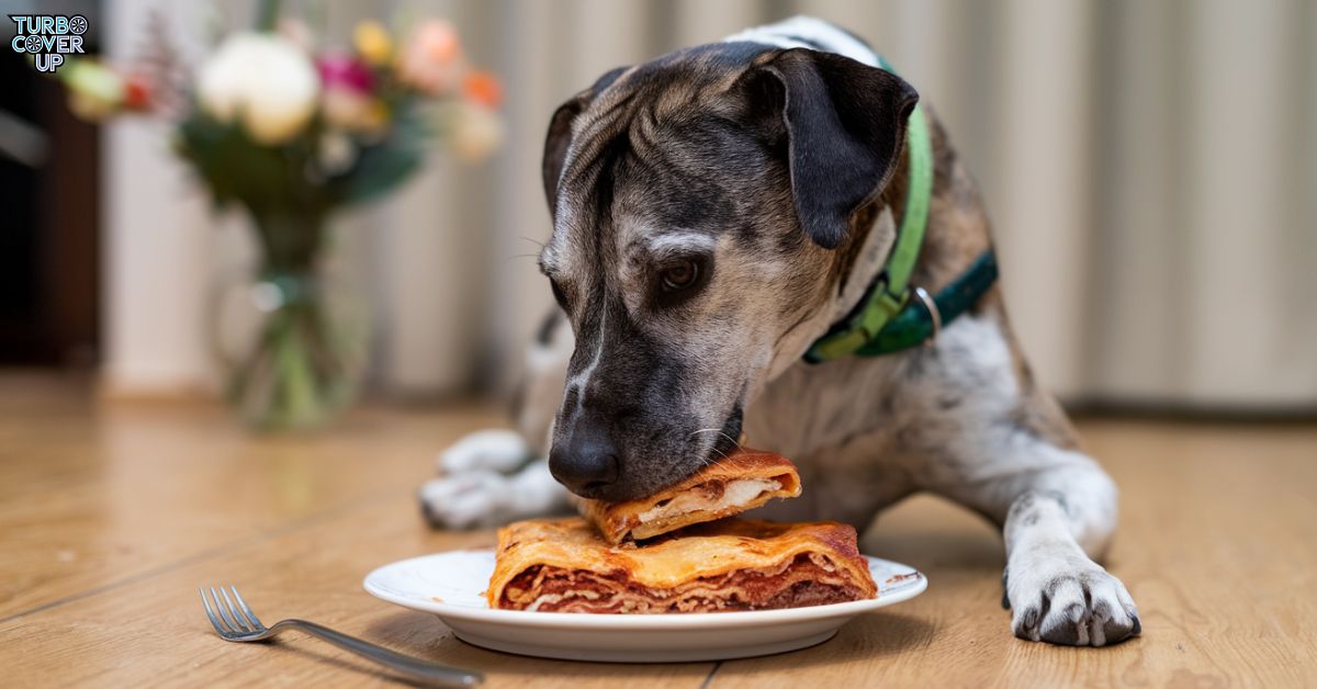  Can Dogs Eat Lasagna? Vet Approved Facts & FAQ