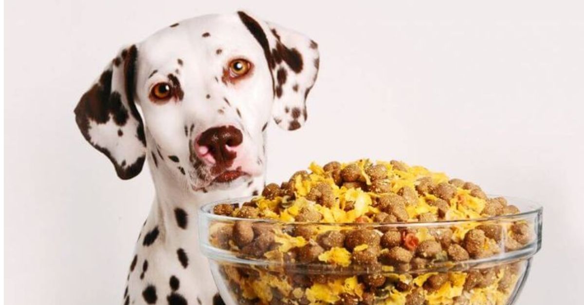 How Much Protein Does a Dog Need Per Pound of Body Weight?