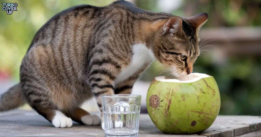 Is Coconut Water Bad For Cats?