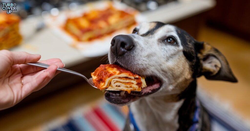 Is lasagna good for dogs?