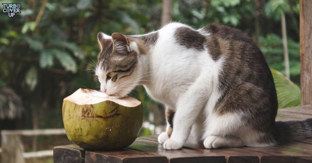 Nutritional Value of Coconut for Your Cat