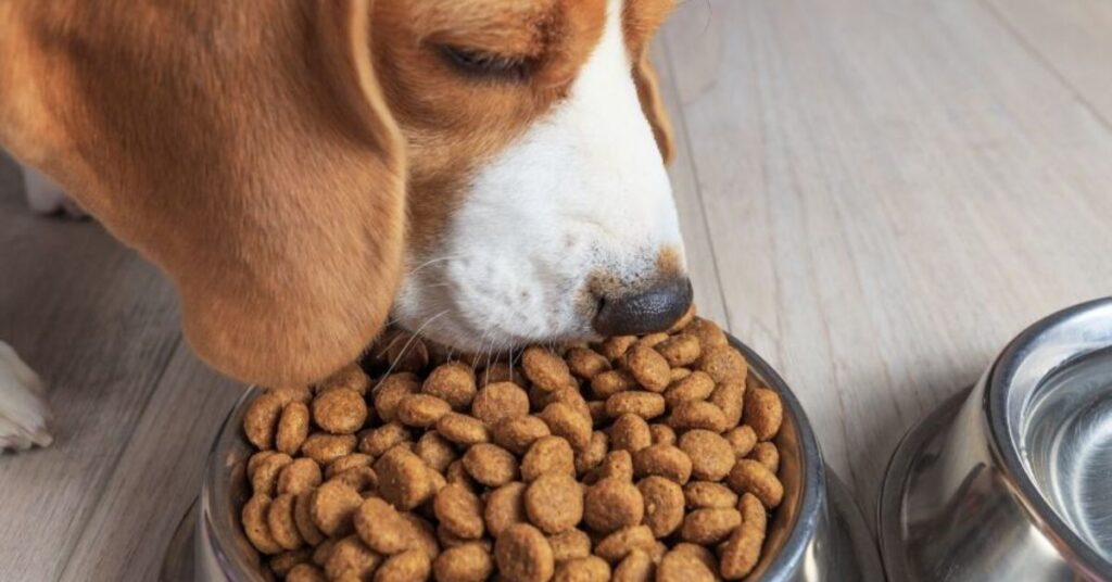 What is Protein and What Does it Do for Dogs?