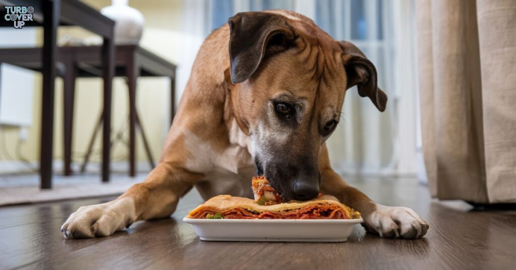 Which dogs should not eat lasagna?