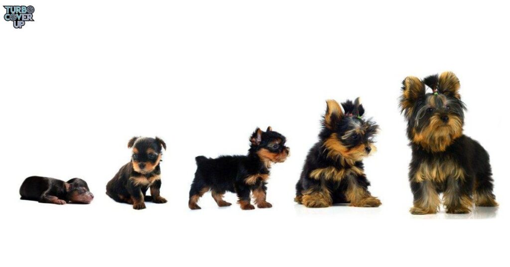 Yorkie Puppy Weight Chart Based on 8 Week Weight